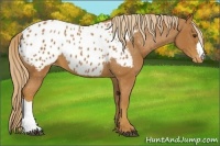 Horse Color:Chestnut Appaloosa 