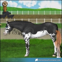 Horse Color:Liver Chestnut Splash 