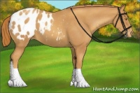 Horse Color:Gold Champagne Appaloosa 