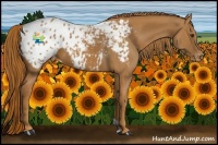Horse Color:Chestnut Appaloosa 