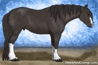 Horse Color:Smoky Black 