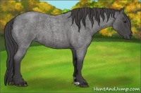 Horse Color:Smoky Blue Roan 