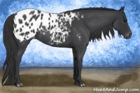 Horse Color:Blue Roan Near Leopard 