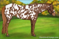 Horse Color:Chestnut Appaloosa 