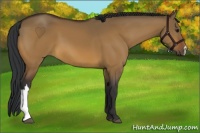 Horse Color:Bay Dun 