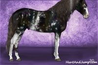 Horse Color:White Spotted Midnight Liver Chestnut Ice Appaloosa and White Spotted Midnight Liver Chestnut Ice Sabino