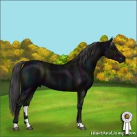 Horse Color:Midnight Smoky Black