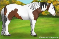 Horse Color:Bay Splash Tobiano