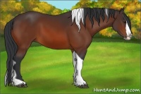 Horse Color:Bay Splash Tobiano