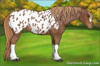 Horse Color:Chestnut Near Leopard 