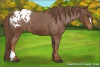 Horse Color:Chestnut Blanket 
