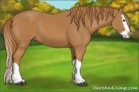 Horse Color:Chestnut Splash 
