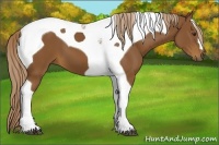 Horse Color:Chestnut Tobiano