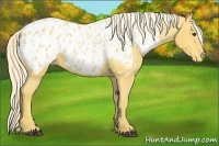 Horse Color:Palomino Appaloosa