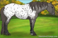 Horse Color:Grullo Near Leopard 