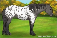 Horse Color:Grullo Blanket 