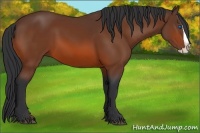 Horse Color:Bay Splash 