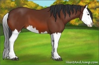 Horse Color:Bay Splash 