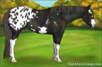 Horse Color:Midnight Grullo Splash Frame Appaloosa 
