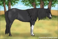 Horse Color:Black 
