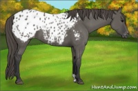 Horse Color:Grullo Appaloosa
