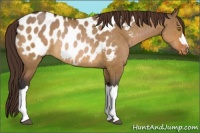 Horse Color:Bay Dun Appaloosa Rabicano Brindle 