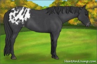 Horse Color:Blue Roan Appaloosa 