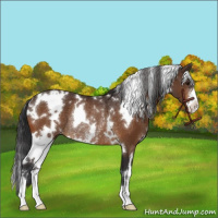 Horse Color:White Spotted Brown Sabino Appaloosa Rabicano