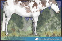 Horse Color:White Spotted Silver Brown Ice Splash