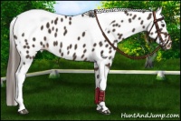 Horse Color:Liver Chestnut Tobiano Leopard 