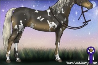 Horse Color:White Spotted Liver Chestnut 