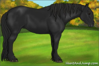 Horse Color:Gray Black