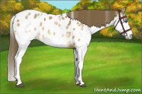 Horse Color:White Spotted Buckskin Dun Splash Tobiano Appaloosa 