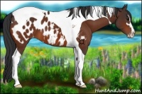 Horse Color:Brown Sabino Tobiano Appaloosa