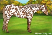 Horse Color:Chestnut Near Leopard 