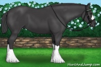 Horse Color:Smoky Black
