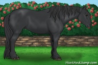Horse Color:Black 