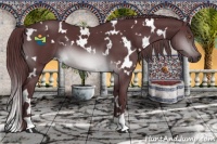 Horse Color:White Spotted Chocolate Brown Chinchilla 