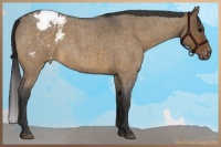 Horse Color:Brown Roan Dun Blanket Brindle