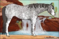 Horse Color:White Spotted Smoky Blue Roan 