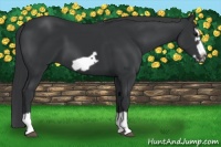 Horse Color:Black Splash Frame 