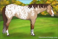 Horse Color:Bay Roan Dun Splash Blanket Brindle 