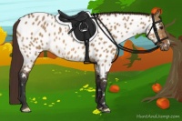 Horse Color:Bay Dun Appaloosa 