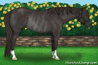 Horse Color:Liver Chestnut Rabicano 
