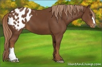Horse Color:Chestnut Appaloosa
