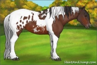 Horse Color:Bay Tobiano Appaloosa 