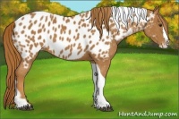 Horse Color:Chestnut Splash Tobiano Near Leopard Rabicano 