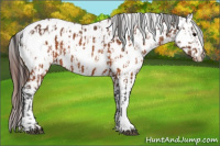Horse Color:Brown Appaloosa and Gray Brown Appaloosa