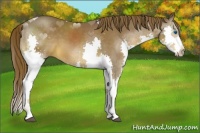 Horse Color:Liver Chestnut Splash 