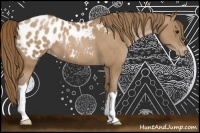 Horse Color:Black Pearl Appaloosa 